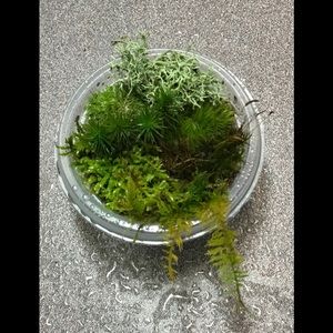 Mini moss kit terrarium fairy garden 3”